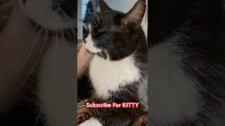 Purring Perfection: Sox’s Love in Every Vibration #cat #asmr #catlover