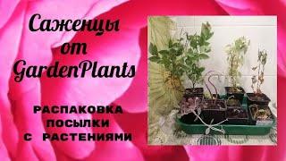 Саженцы из питомника GardenPlants. РАСПАКОВКА ПОСЫЛКИ С РАСТЕНИЯМИ.  Июль 2022 г.