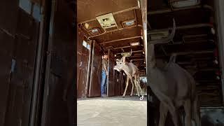 #texas #kudu #ariat #bluejeans #ranch #exoticranch #transport #antelope #tiktok #fyp #fypage #fypシ