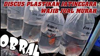 DISCUS LOKAL RASA IMPORT‼️ Update Harga Terbaru Discus Termurah Bg Danu Pasar Ikan Hias Jatinegara