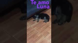 Te amo Luna