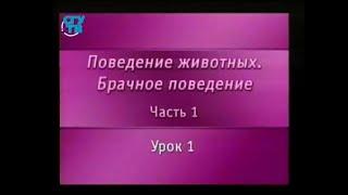 Брачное поведение животных. Урок 1.1. Размножение - базовый принцип продолжения жизни на планете