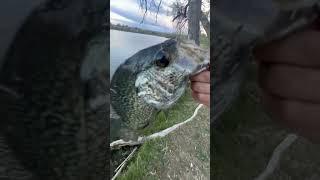 Crapipi!!!#crappie#fishing