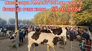 молбозори Н.МАСТЧОХ  1кум учаска