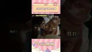 別打了！一個睡左邊，一個睡右邊不行嗎！#貓咪 #搞笑  #橘貓 #貍花貓 #貓和孩子