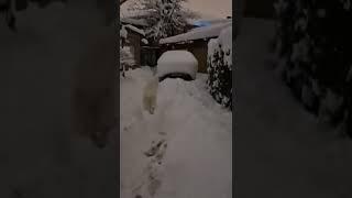 в Краснодар неожиданно пришла зима#samoyed #самоед