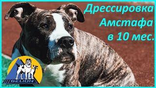 276. Дрессировка амстафа, навыки стафорда в 10 месяцев