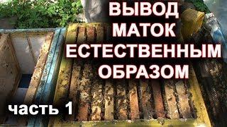 Вывод маток естественным способом. часть 1.