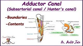 Adductor canal (Subsartorial / Hunter's canal)/ Anatomy/ Simplified- Features, Boundaries & Contents