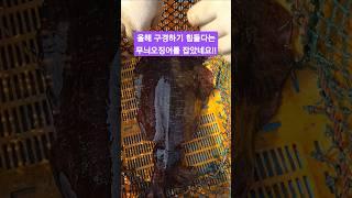 올해 구경하기 힘들다던 무늬오징어를 발견 했는데..