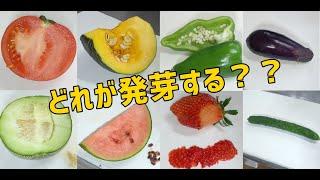 スーパーで買った野菜(果物)の種を植えたら発芽する？？ /The vegetables bought in the supermarket will sprout??