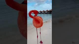 Who else would love to visit flamingo beach?  #flamingo #flamingobeach #aruba #island #tropical