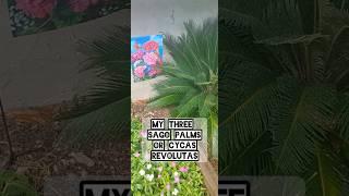 June 2025 Look at My Sago Palms