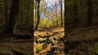 Soothing Creek Running Sounds