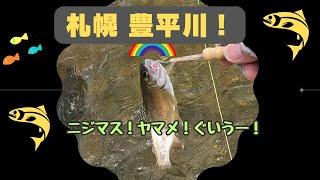 北海道 札幌 豊平川でフライフィッシング！、ヤマメ、ニジマス、ぐいうー（ウグイ）釣り！　ウエットフライ　2023年9月