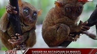 SONA: Tarsier, itinuturing na 'vulnerable to extinction'