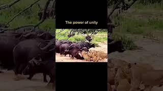 THE POWER OF UNITY: YOUNG BULL CALLS FOR REINFORCEMENT ON LIONS ATTACK