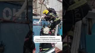 В Тирасполе спасли раненого лебедя