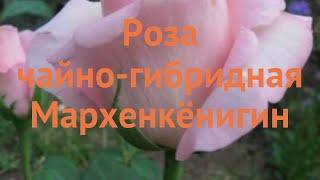 Роза чайно-гибридная Мархенкёнигин (marhenkonigin)  обзор: как сажать, саженцы розы Мархенкёнигин