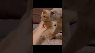 cats funny#cute#viral#funny#catsvideos#shorts