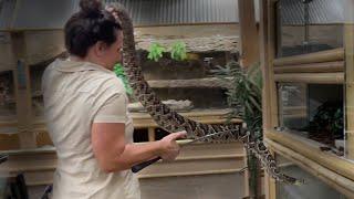 HANDLING VENOMOUS SNAKES FOR THE FIRST TIME - Teaching Juliette