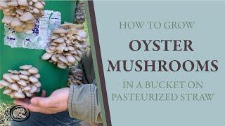 Growing Oyster Mushrooms in a Bucket: How to use a bucket and pasteurized straw to grow mushrooms.