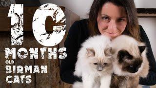 Briman cats in first 10 months | Awesome Birmans | Cats diary