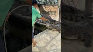 Give him kudos for catching this crocodile with a rope