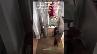 The dog's reaction was priceless