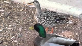 Mallard Ducks male and female