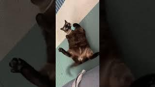 #shorts  قط سيامي سمين يحب اللعب بالكرة
