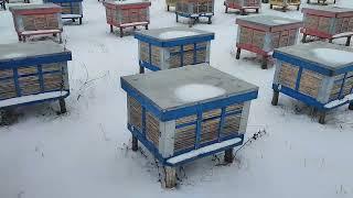 Beekeeping. Первая зимовка на Днепропетровщине.