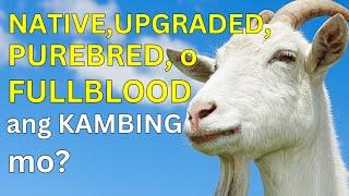 NATIVE, UPGRADED, PUREBRED o FULLBLOOD ba ang kambing mo?