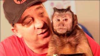 What is it like having a Pet Monkey? (MonkeyBoo Q&A)