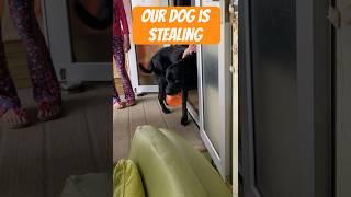 Our dog finds every crumb #dogshorts