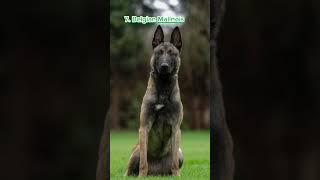 Top 10 DANGEROUS but RELIABLE Guard Dogs