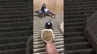 Rohnfried combo: moorgold, immunbooster, and entrobac #ceyxloft #racingpigeons #pigeonracing