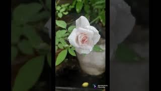 #terrace garden with anita #youtube short #filmorago #9 of clock 