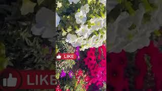 Beautiful Flowers for home garden #nature  #shorts #shortvideo #flowers