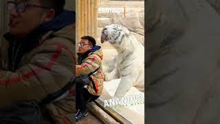 Tiger Tries To Lick Squatting Man Despite Glass Barrier
