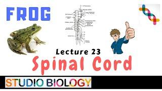 Class 11-Zoology Lectures-Discuss the Peripheral nervous system of frog, cranial, spinal nerves-1.23