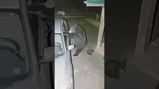 Bear Breaks Car Window Real Footage Caught on Camera #funnyanimals #viralvideo #viralshorts