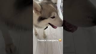 Пытаемся сказать, пока только количество повторений получается #husky #собака #хаски #животные