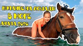 Купание на лошади в море.  Анапа.  Анапа #на#лошади#купание#