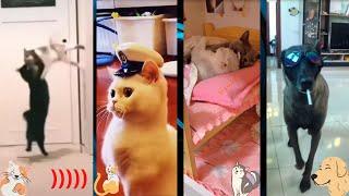 funny pets from Тik Тok