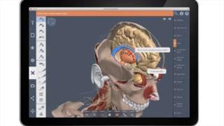 Primal's 3D Real-time Human Anatomy