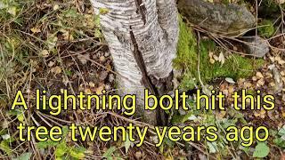 Felling Of A Rotten Birch Tree, Once Hit By Lightning - #Ryobi, #Take-Job #Dala-Gripen #Husqvarna