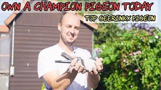 Top Bart Geerinckx Racing Pigeons for Auction | PIPA Exclusive Highlights