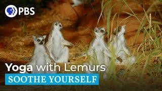 Practice Yoga with Ring-Tailed Lemurs