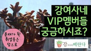 강여사의베란다 - VIP 신규입주 다육멤버 소개 | 분재가 된 취설송🪴🪴🪴